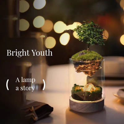 Bonsaï et centres commerciaux Terrariums sur table en fibre de verre avec fibres végétales de broussail